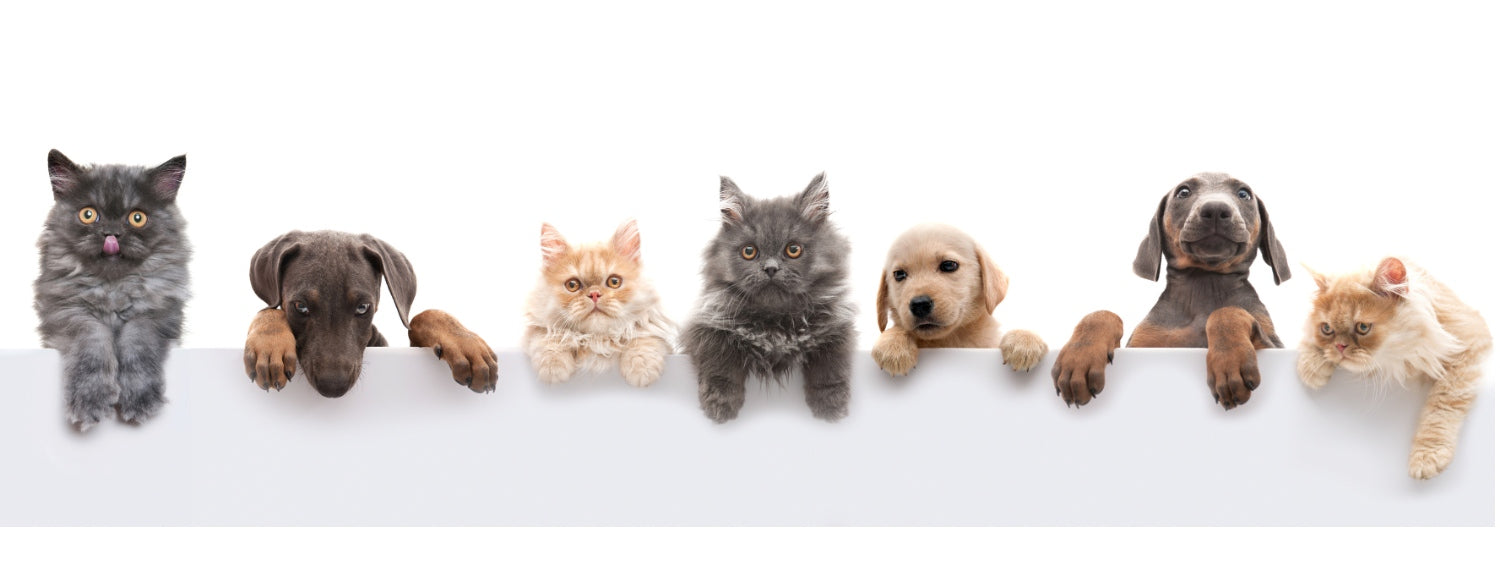 Many different cats and dogs on a grey ledge looking at you