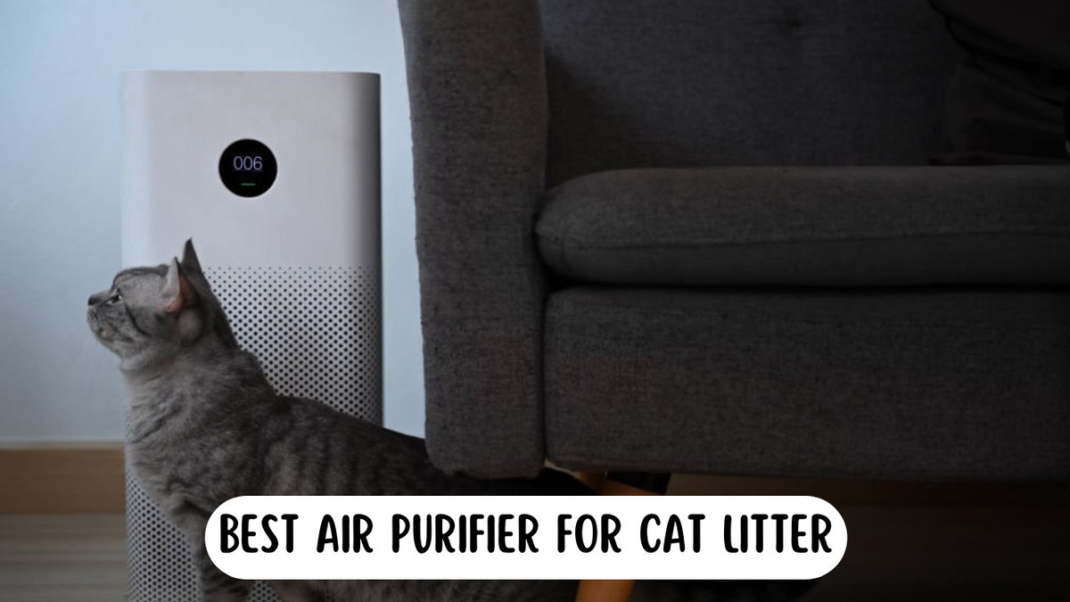 Air purifier cat litter deals