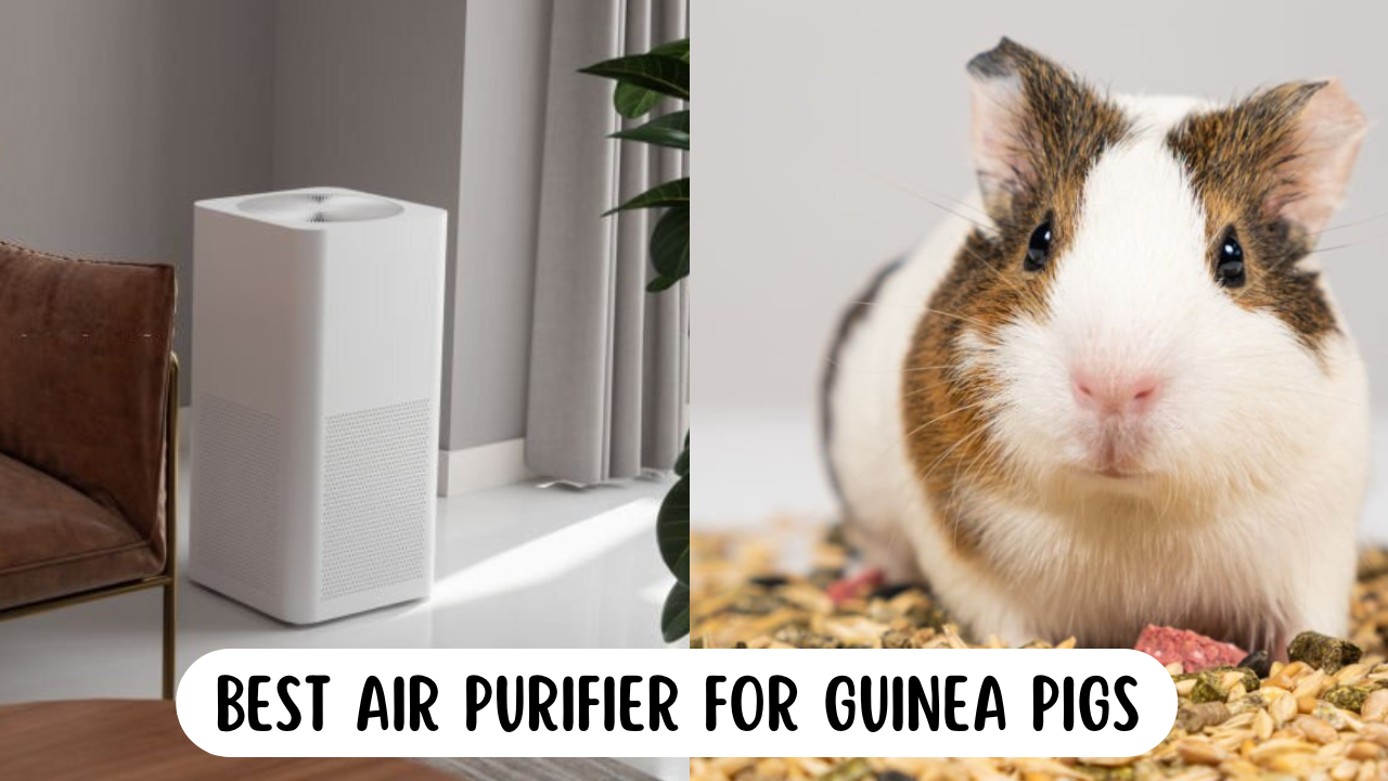 Best Air Purifier For Guinea Pigs
