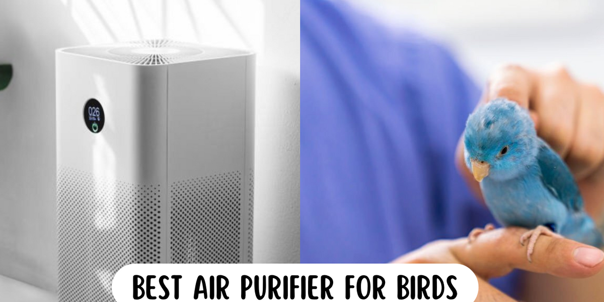 Best Air Purifier For Birds Insights Top Picks Wellness Junction