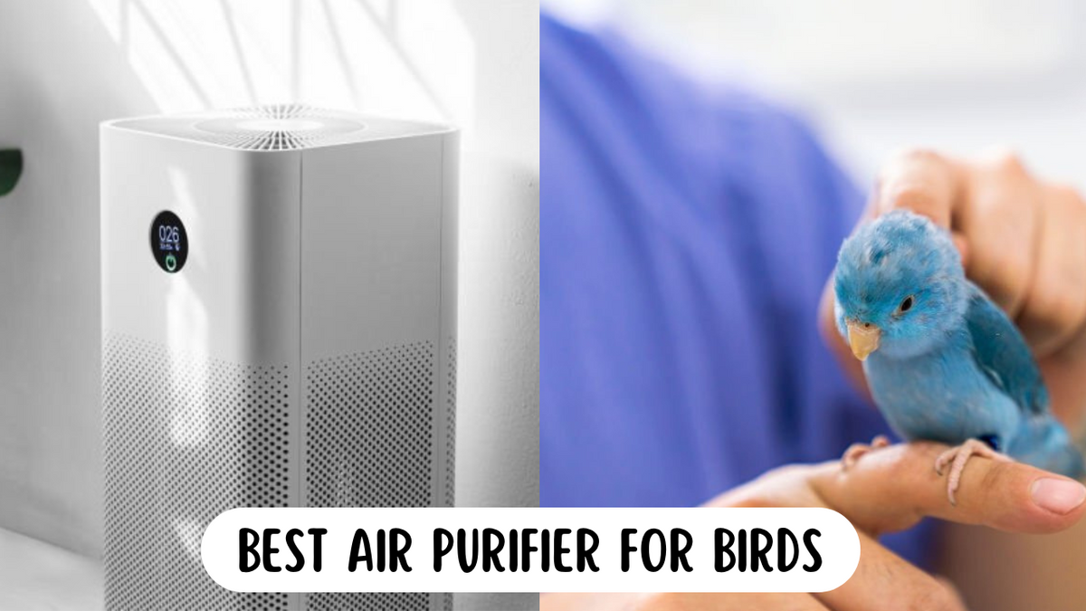Best Air Purifier For Birds (Insights & Top Picks) — Wellness Junction