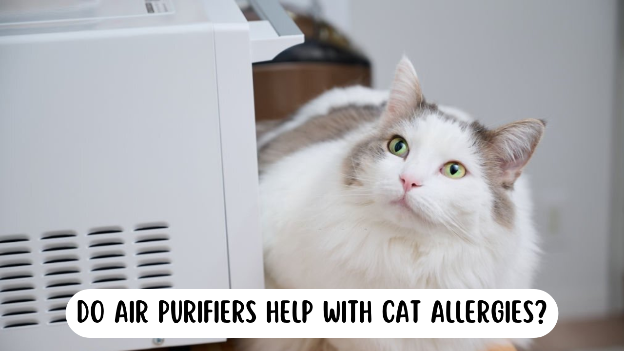 Do Air Purifiers Help With Cat Allergies? - Cat looking up at an air purifier