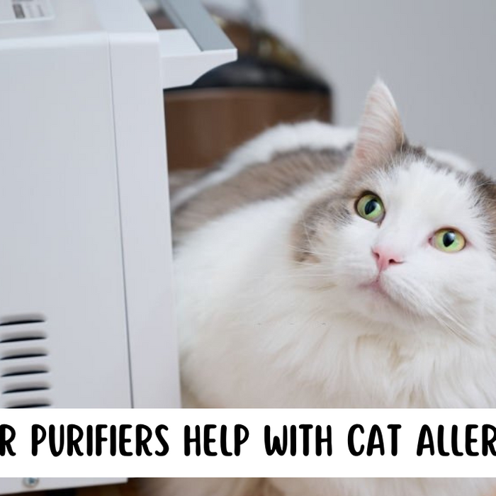 Do Air Purifiers Help With Cat Allergies? - Cat looking up at an air purifier