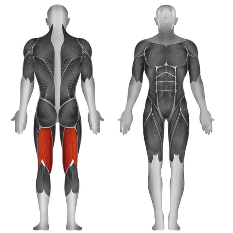 Steelflex JGLC400 Prone Leg Curl Target Muscles