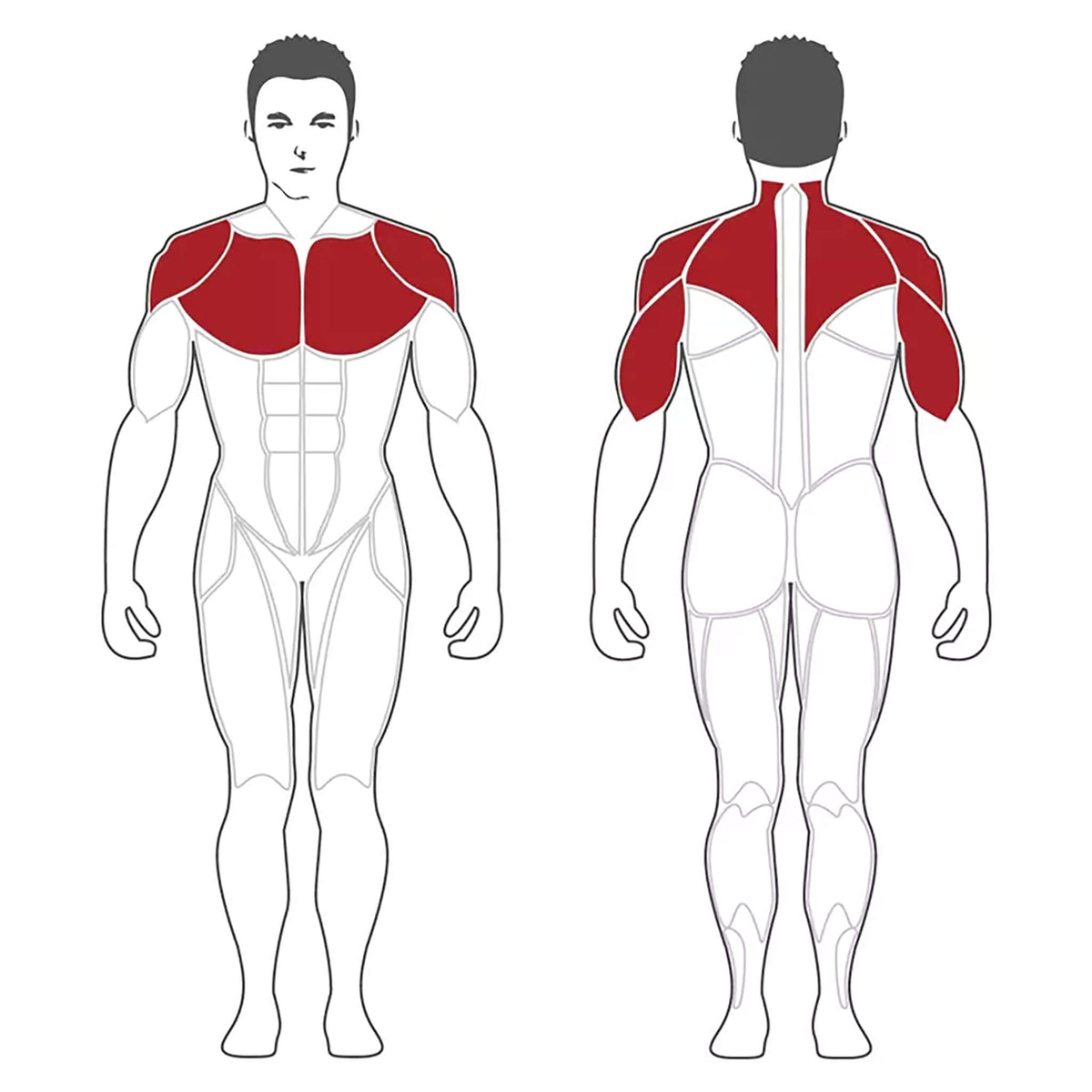 steelflex pl2100 target muscles