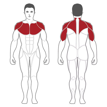 steelflex pl2100 target muscles